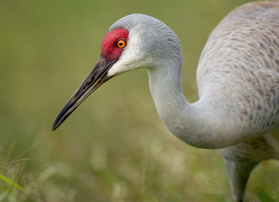 Bird in Florida